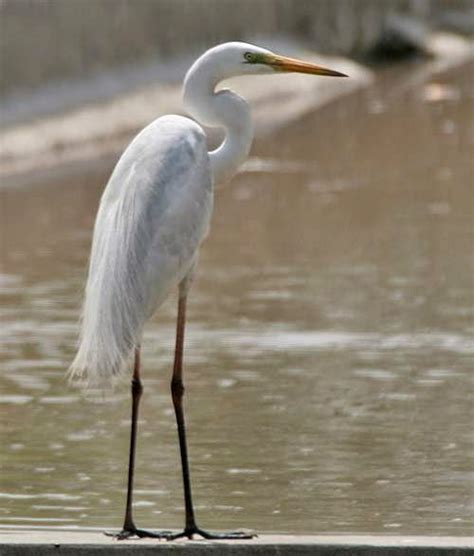 Eastern great egret | Birds of India | Bird World