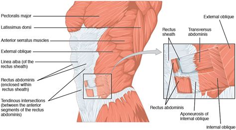 Cesarean Section - Physiopedia