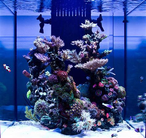 MedRed - 2012 Featured Nano Reefs - Featured Aquariums - Monthly ...