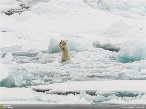 21 Of The Best Nature Photo Entries To The 2014 National Geographic ...