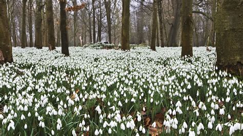 The best places to see snowdrops in the UK | House & Garden