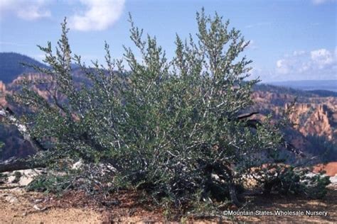 Cercocarpus ledifolius (Curl Leaf Mountain Mahogany) - Mountain States ...