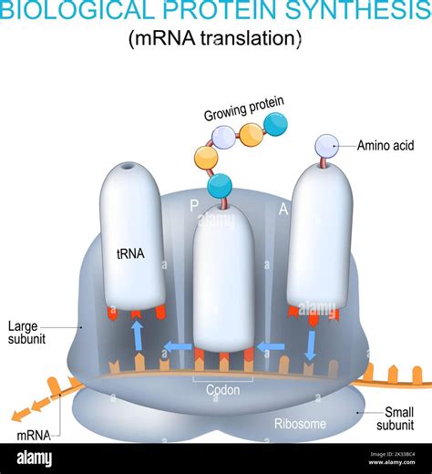 ribosome structure and anatomy. biological protein synthesis. mRNA ...