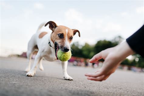 How to Teach a Dog to Play Fetch - Whole Dog Journal