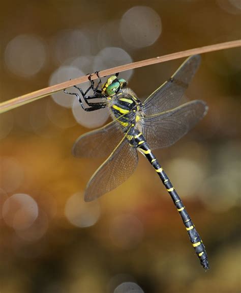 golden-ringed dragonfly | Cool bugs, Creepy crawlies, Dragonfly