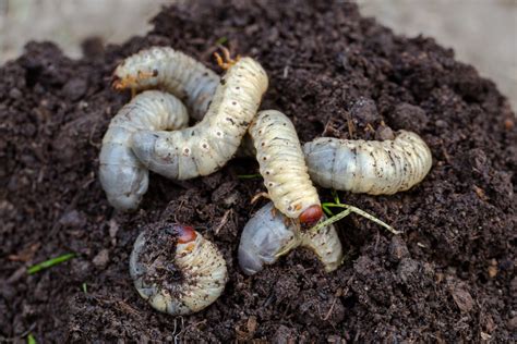 Garden Pests In The Soil Identification | Fasci Garden