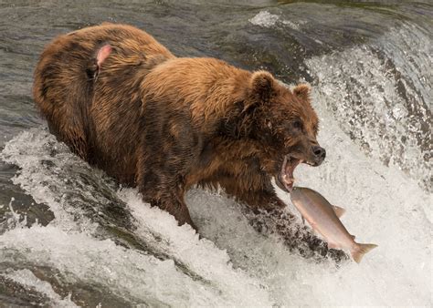 The Bears of Brooks Falls, Alaska | Audley Travel