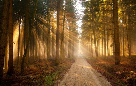 Wallpaper : forest, Sun, rays, road, trail, silhouette, trees, light ...