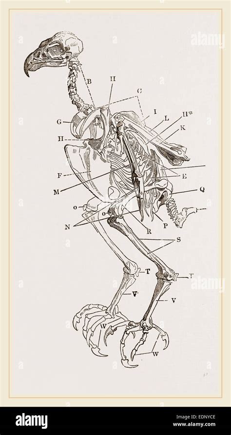 Skeleton of Hawk Stock Photo - Alamy