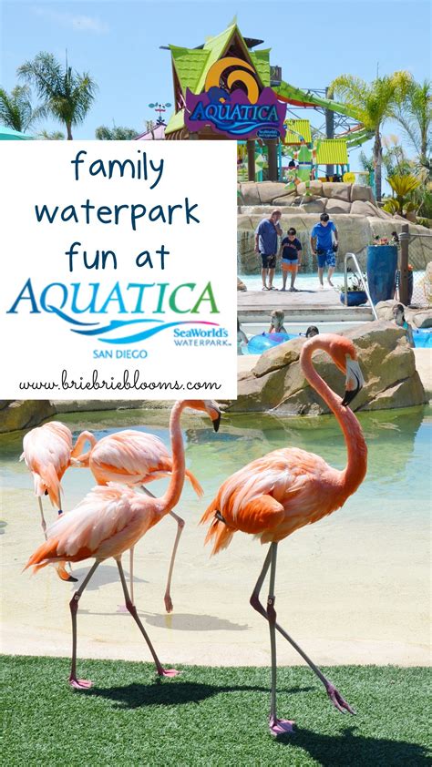 Family Waterpark Fun at Aquatica San Diego - Brie Brie Blooms ...