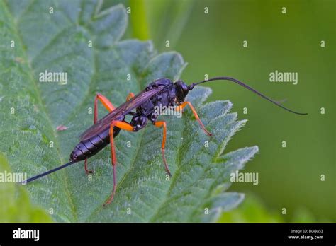 Ichneumon fly hi-res stock photography and images - Alamy