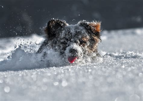 Hilarious and Heartwarming Photos of Dogs in Snow