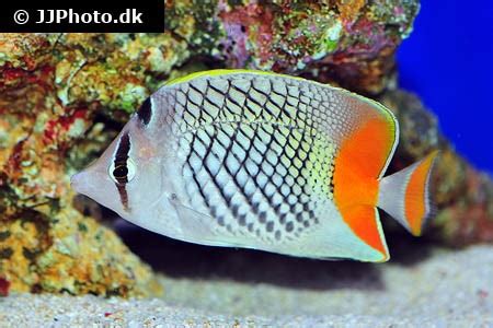 Chaetodon xanthurus (Pearlscale butterflyfish)