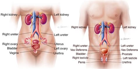 Cáncer de vejiga no músculo invasivo: Symptoms, Diagnosis & Treatment ...