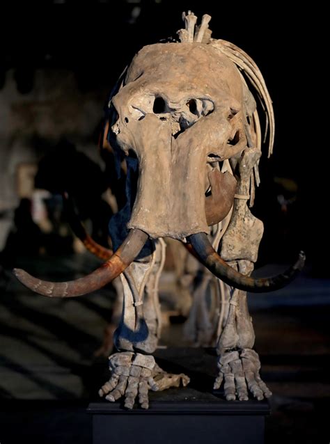 A family of four mammoth skeletons are going under the hammer | York Press