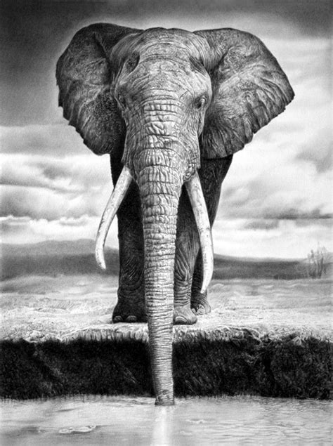 40 Realistic Animal Pencil Drawings