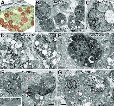 Electron microscopy of macrophages in PBS controls. (A) Low power ...