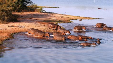 Lake Kariba | Zimbabwe Safaris & Lake Kariba Facts | Africa Odyssey