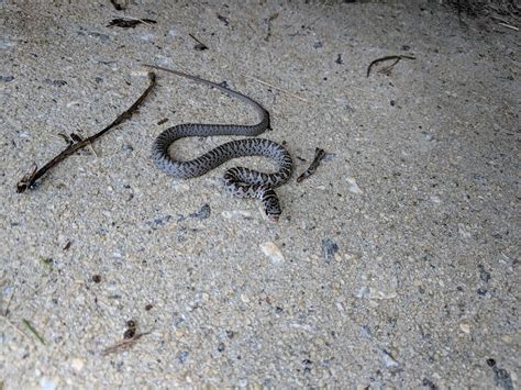 Baby/Juvenile Snake Identification : r/whatsthissnake