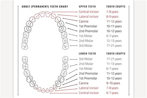 Dental Tooth Chart Printable