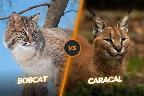 Caracal vs Bobcat: Guide to Differentiate These Two Wild Felines