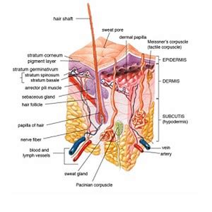 Stem Cells Divide and New Keratinocytes Are Produced