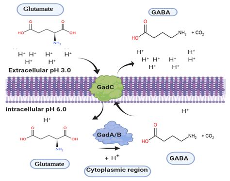 Microorganisms | Free Full-Text | Glutamate Decarboxylase from Lactic ...