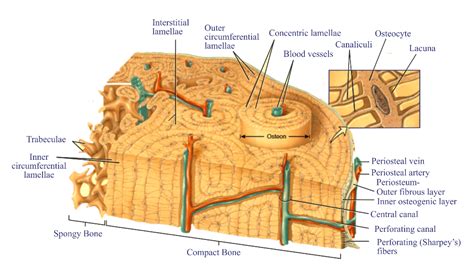 Compact Bone Diagram / 6 Osteocytes within compact bone | Download ...