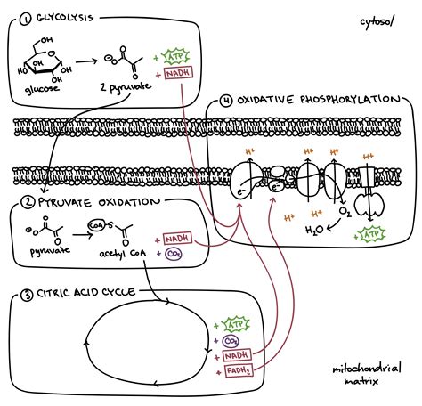 citric acid cycle oxidative phosphorylation