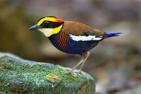 Malayan banded pitta (Hydrornis irena)