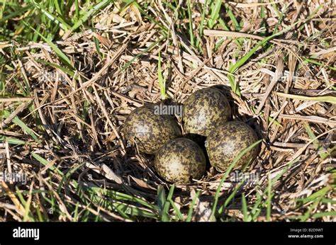 Nest and eggs of Spur winged plover also known as a masked lapwing ...