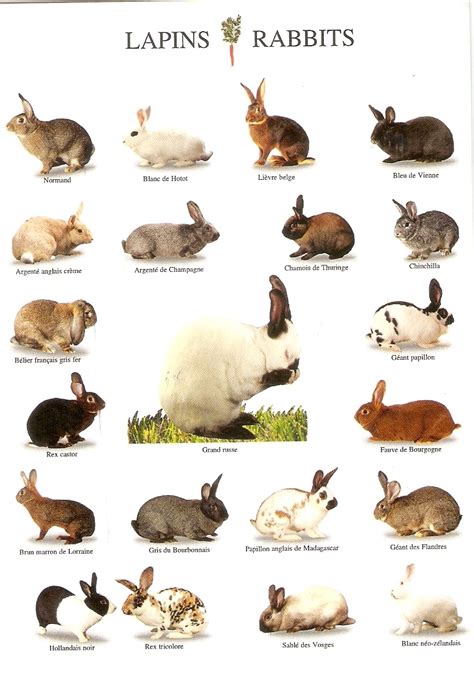 Postcard A La Carte: Rabbits