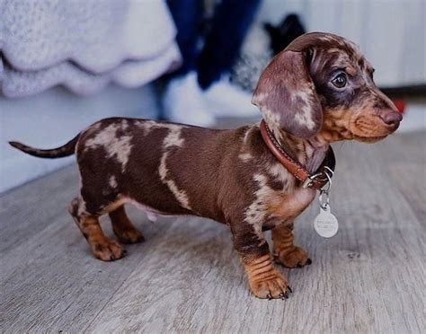 27+ Short Haired Dapple Dachshund Puppies For Sale Photo ...