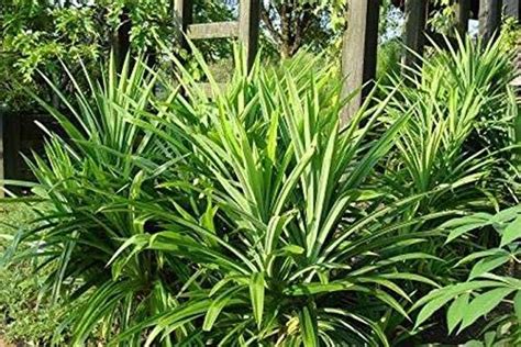 Live Kevda/Kewda/Pandanus Pygmaeus Plant With Pot - Perfume Plant ...