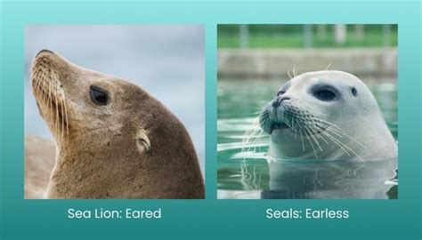 Sea Lion vs Seal: What is the difference? — Ocean Jewelry