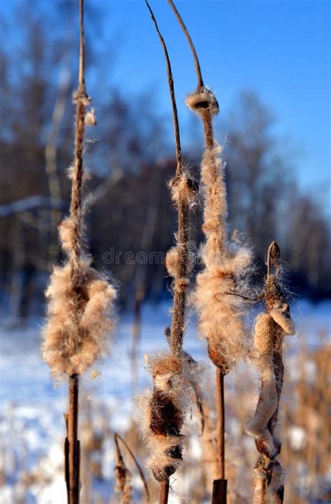 Cattails in winter. stock image. Image of marsh, leaf - 111576499