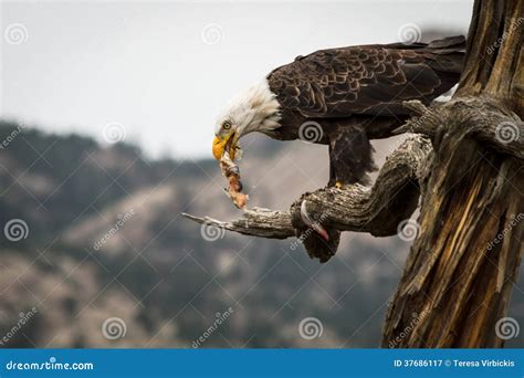 Eagle Eating Fish stock image. Image of america, prey - 37686117