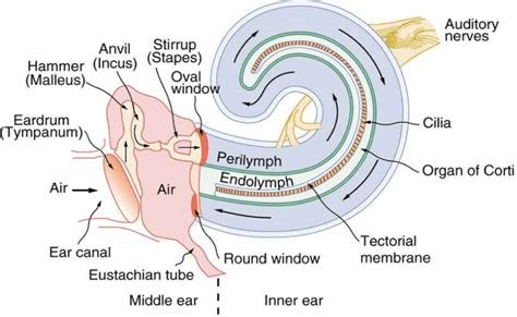 Que parte do ouvido contém os receptores sensoriais para a audição ...