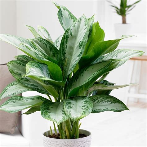 Buy Chinese evergreen Aglaonema 'Jubilee Compacta (PBR)'