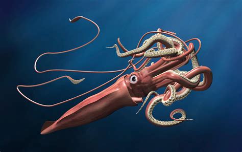 Revealed: The Mysterious, Legendary Giant Squid’s Genome