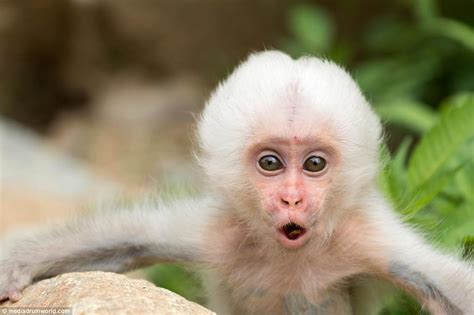 Rare white monkey takes bite of sibling's head in Japan | Daily Mail Online