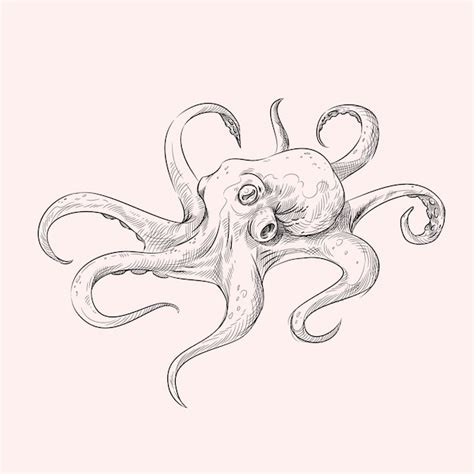 Pulpo realista dibujado a mano | Vector Premium