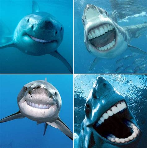 sharks with human teeth - Google Search Sharks With Human Teeth, Funny ...