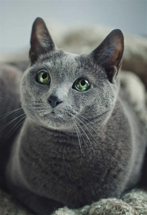 Russian Blue Kitten, Russian Cat, Grey Cats, Blue Cats, Cat Site ...