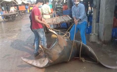 Giant Shankar Fish Weighing Nearly 800kg Caught Off Bengal's Digha ...