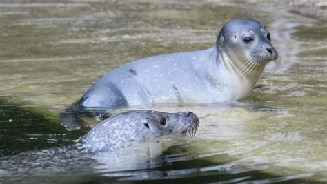 Zoo Osnabrück 2017 mit Seehund-Nachwuchs: "Fenja" zur Welt gekommen