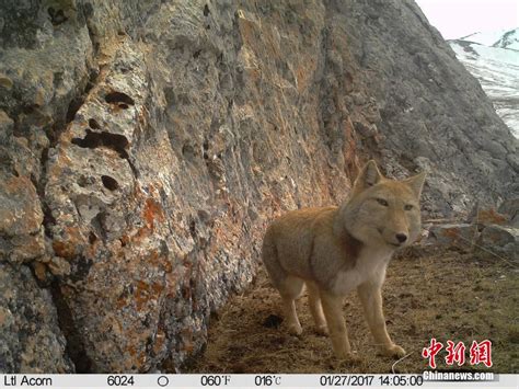 Tibetan Sand Fox : aww