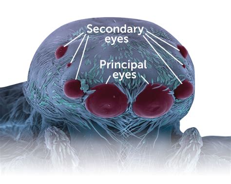 See the world through a jumping spider’s eyes — and other senses