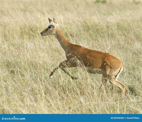 Closeup Sideview Adult Grant`s Gazelle Running through Grass Stock ...