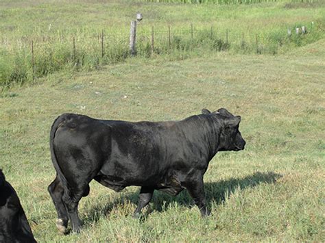 Black Angus Cattle at Deeply Rooted Farms